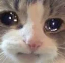 cat_crying