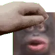 aPetLeMonke