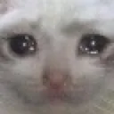 cri cri