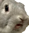 NTC_bunnynani Discord Emoji