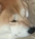 Cronch Cronch