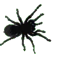 iispider