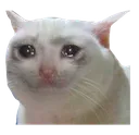 Cat Sad Cat_Sad Discord Emoji