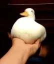 pato
