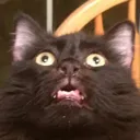 catfused Discord Emoji