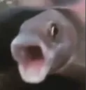 pogfish