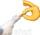 Shut Shut