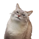 blini