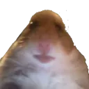 BruhHamster