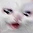 cryCat