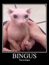 Bingus