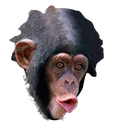 pogchimp