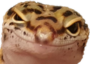what Discord emoji