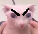 BingusEnojao
