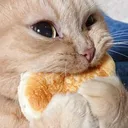 y_branco_gatopanqueca