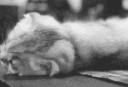 cat_17 Discord emoji
