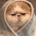 cat_4 Discord emoji