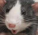 Ratpog Discord Emoji