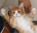 HAKU_kitty HAKU_kitty