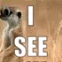 2D_ISeeMeerkat