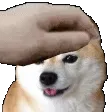 pet