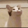 catPOP Discord emoji