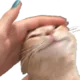 2catpat Discord Emoji