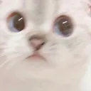 catConfused catConfused