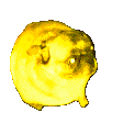 pugdance