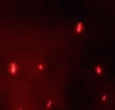 dark_red Discord emoji