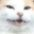 ch_hapycat Discord emoji