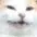ch_hapycat