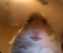 aphamsterrr aphamsterrr