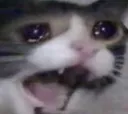 Yamerocat Yamerocat