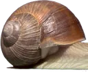 longsnail1
