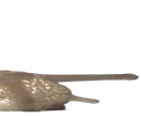 longsnail3