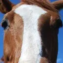 hors