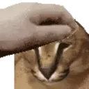 floppapet