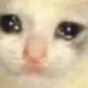 sadcat