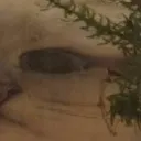 widecatR widecatR