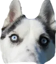 doge
