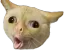 Catcough catcough Discord Emoji