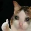 Cat Thumbs Up cat_thumbs_up Discord Emoji