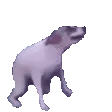 dogJAM