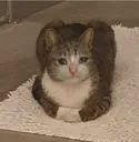 cathmm