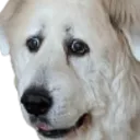 ohNo