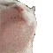 catJAM