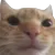 MinervaBruhcat