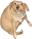 3321_dog_meme 3321_dog_meme