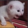 abe_nikal Discord emoji